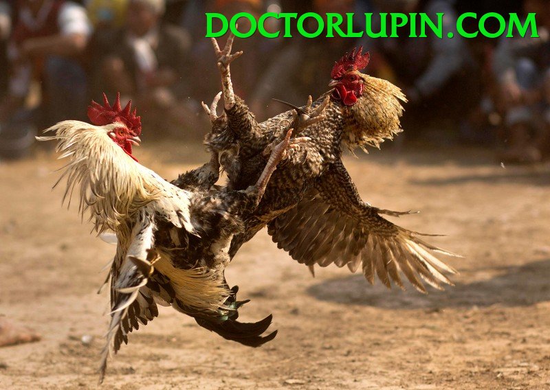 Đá Gà Trực Tiếp - Trải nghiệm tuyệt vời